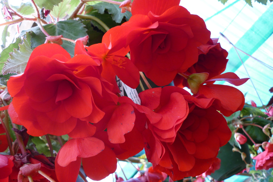 B. ‘Peter’